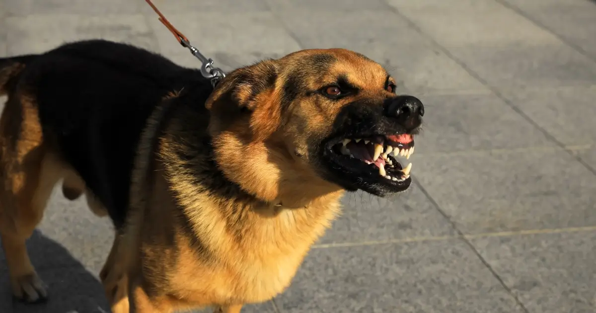 dog on leash baring teeth - looking aggressive
